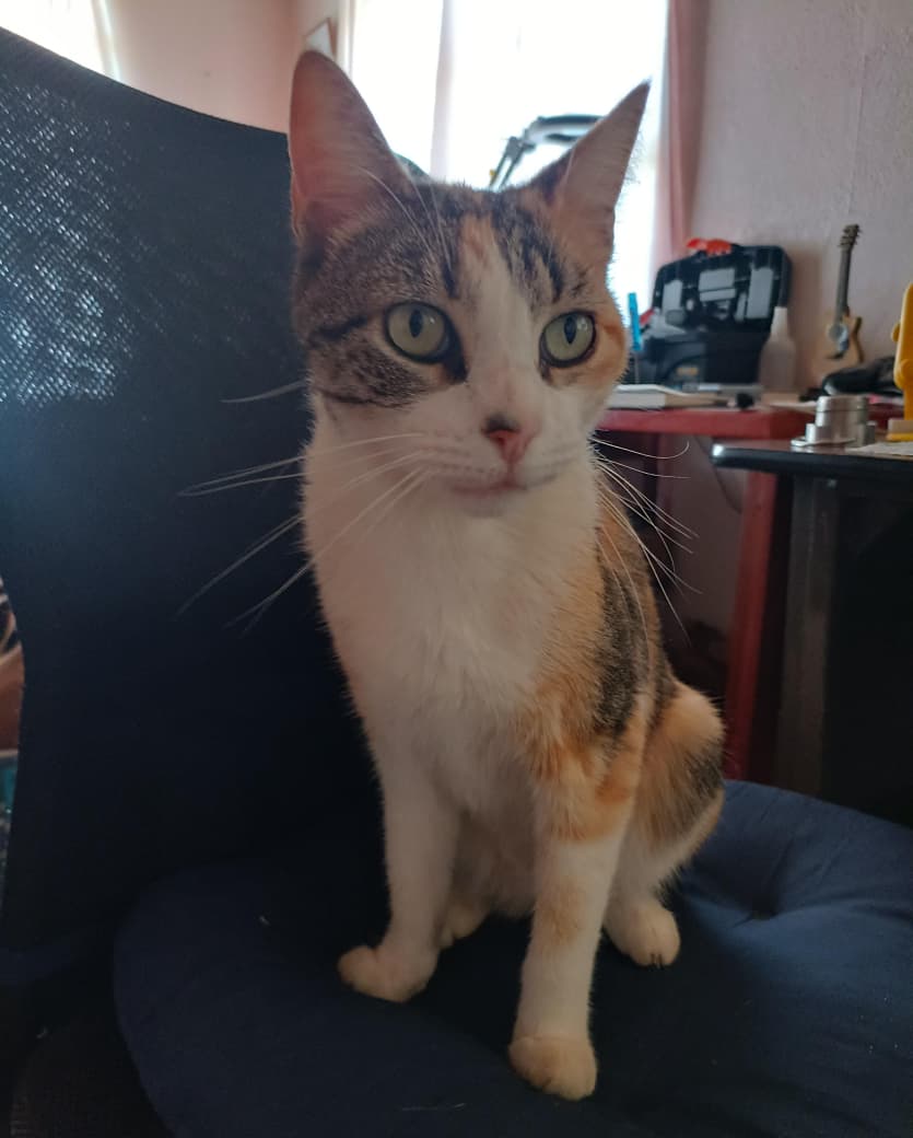 Foto de mi gata Lucy